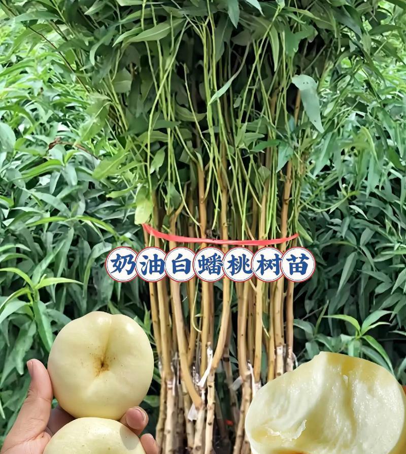 超甜油蟠桃树苗怎么养护和管理？如何培育出甜美的油蟠桃？