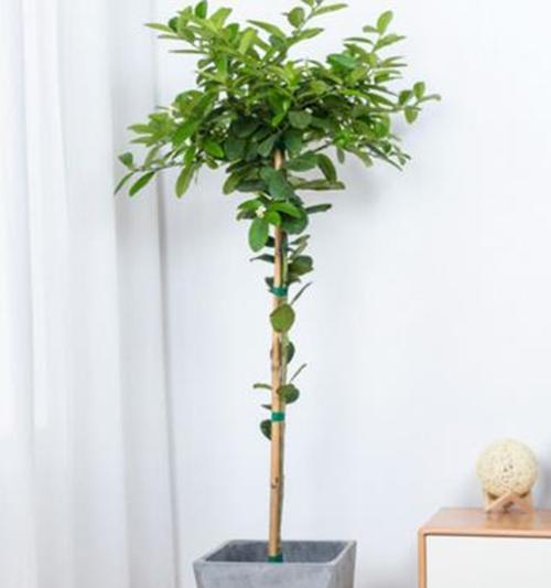柠檬植物香精是什么？它在园艺中有哪些用途？