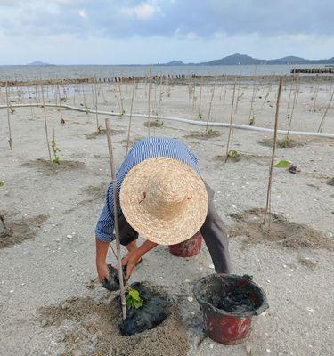 怎么种树有证书的植物？种植证书植物的步骤是什么？