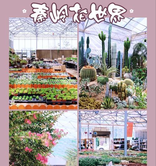 金寨有名的花卉市场叫什么？如何到达那里？