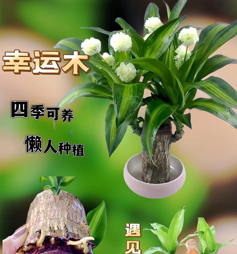 水培植物适合搭配哪些植物？如何选择合适的水培植物？