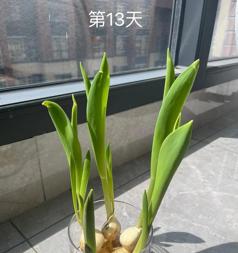 水培植物适合搭配哪些植物？如何选择合适的水培植物？