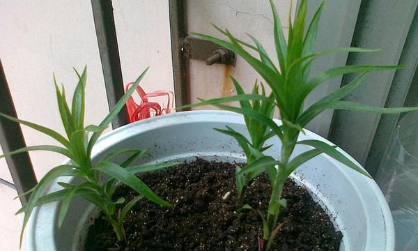 种植百合有哪些体会？如何撰写种植百合的经验分享？