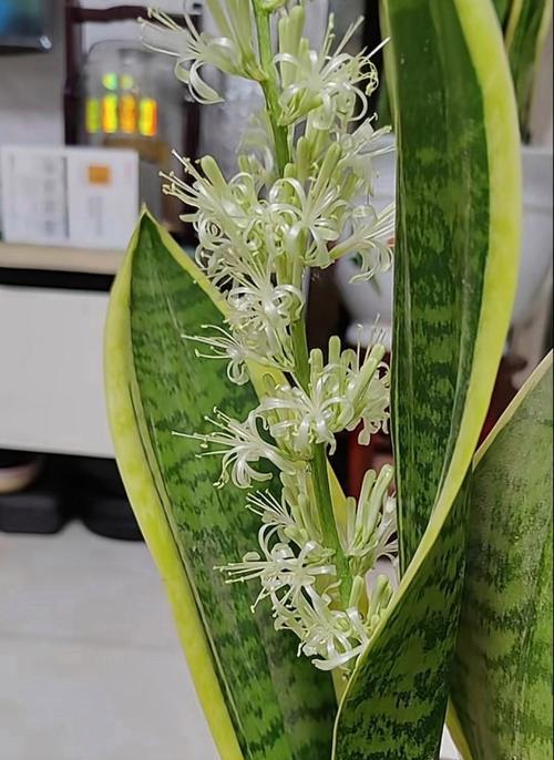 虎皮兰象征着什么？虎皮兰的寓意有哪些？