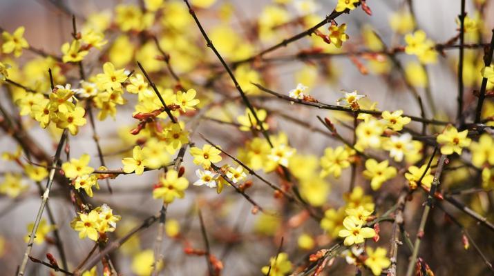 生长在山西的好看花卉有哪些？山西花卉的特性是什么？