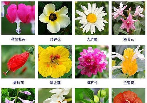 宝宝和植物花卉有何区别？它们的生长环境有何不同？