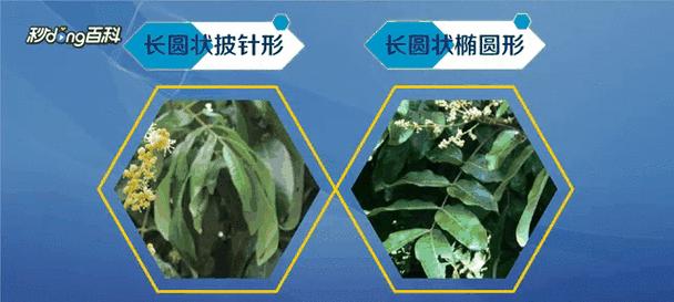 龙眼同科类植物有哪些？它们各自有什么特点？