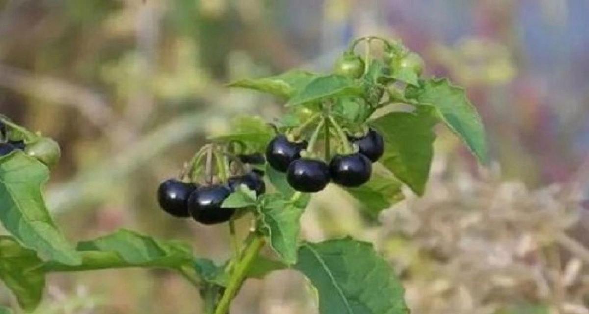 裸子植物是什么？它们的特点是什么？