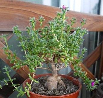 植物剪枝后为何会出现开裂现象？