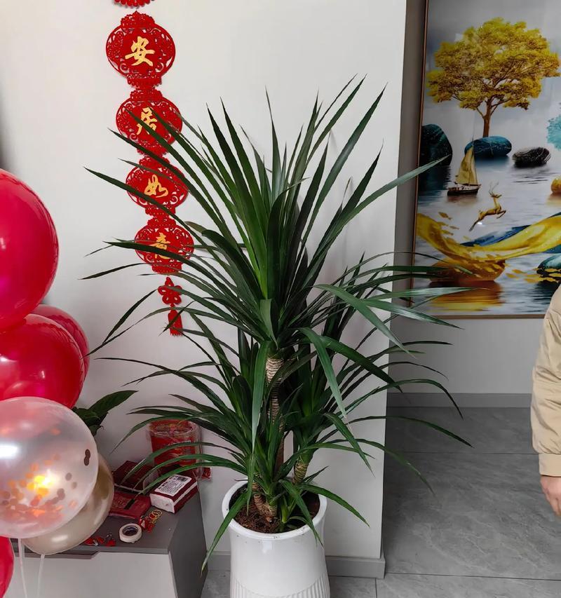 门口摆放哪些花卉最合适？