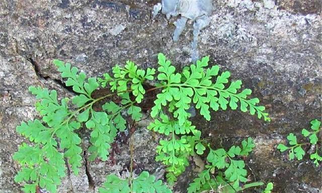植物消炎需要多长时间？如何加速植物消炎过程？