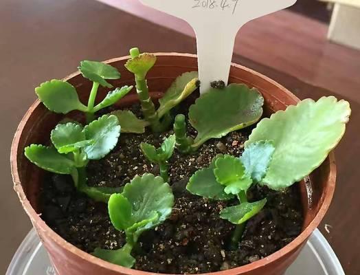 牡丹花插枝发芽的秘诀是什么？怎样操作才能提高成功率？