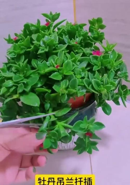 牡丹花插枝发芽的秘诀是什么？怎样操作才能提高成功率？