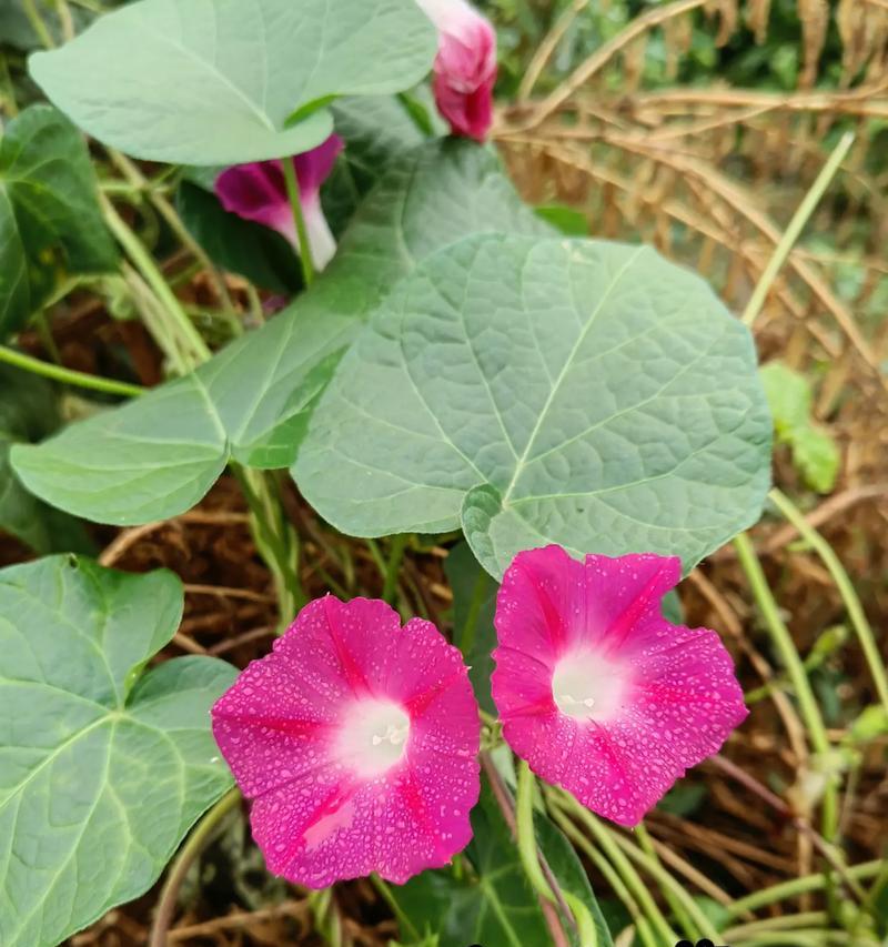 牵牛的花语是什么意思？牵牛花有哪些寓意？
