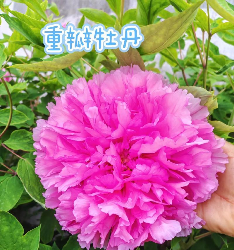 小型牡丹花的养殖方法是什么？