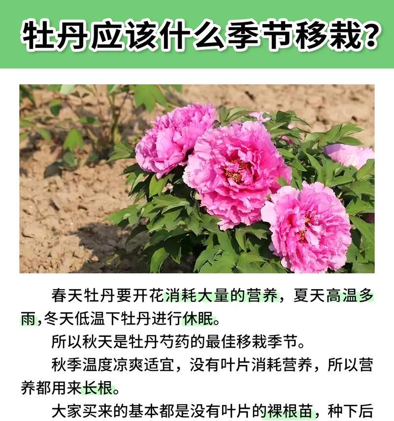 小型牡丹花的养殖方法是什么？