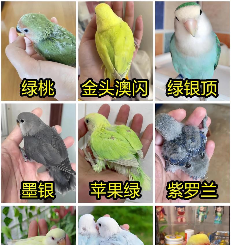 小型牡丹花的养殖方法是什么？