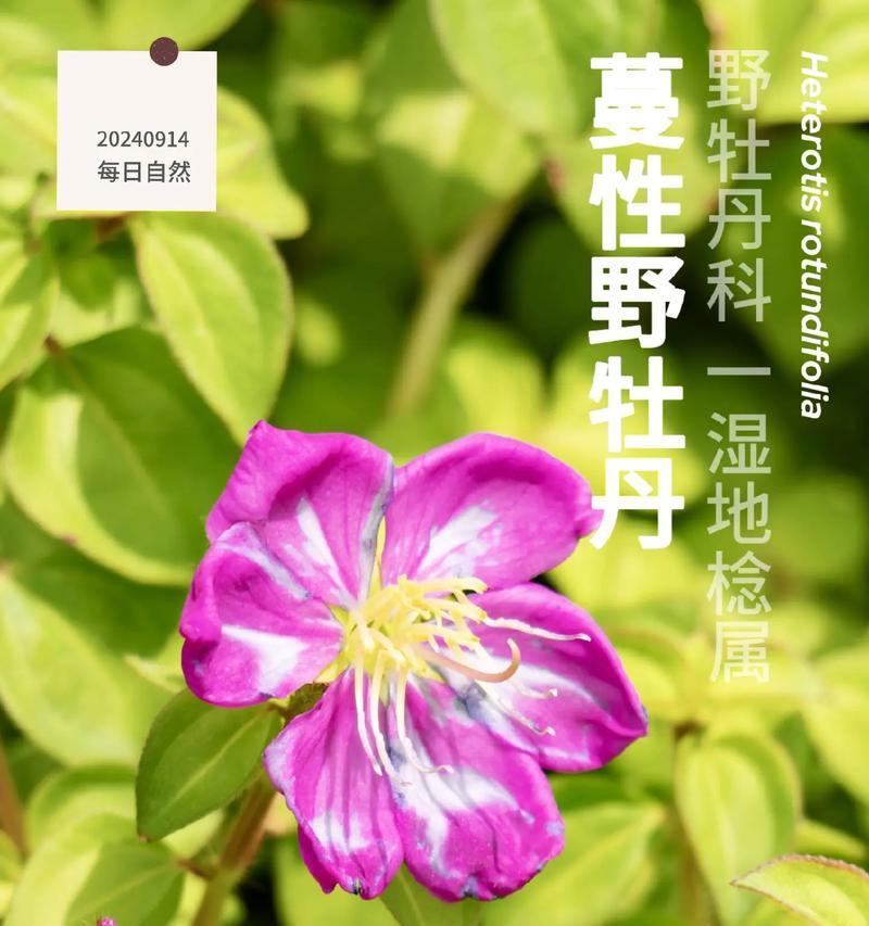 野牡丹花冬季养护和管理要点是什么？