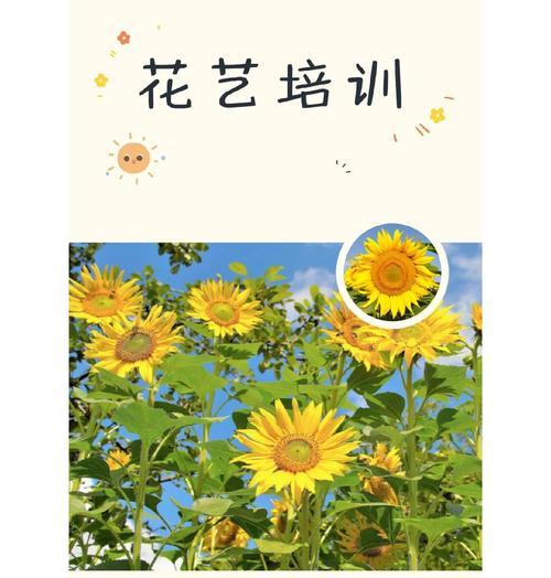 向阳花象征着什么？向阳花的花语有何特别之处？
