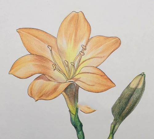 天悦君子兰的花语是什么？君子兰如何传递情感？