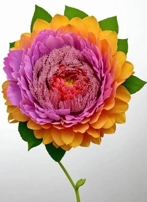 如何避免看到牡丹花的花蕊？