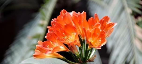 君子兰开花喷雾是否含有毒素？正确使用方法是什么？