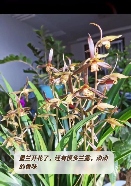土养墨兰的花语有何特别之处？