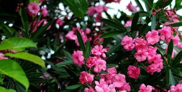 君子兰开花喷雾是否含有毒素？正确使用方法是什么？