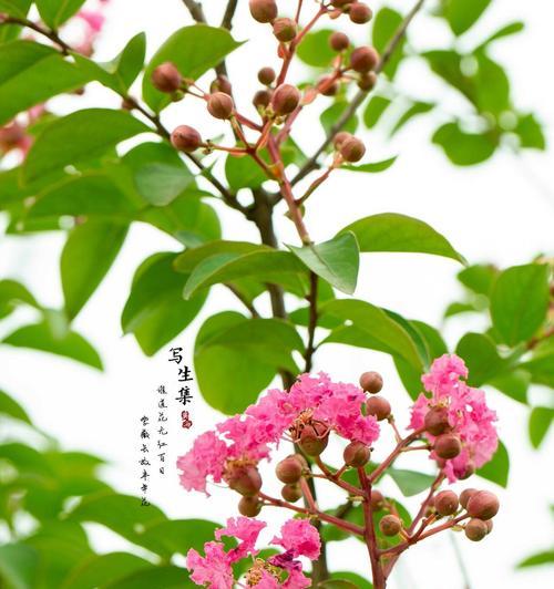紫薇的花语是什么？紫薇代表了什么？