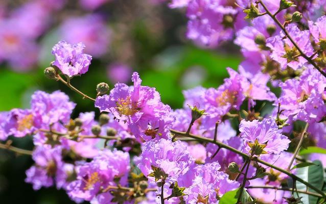 紫薇的花语是什么？紫薇代表了什么？