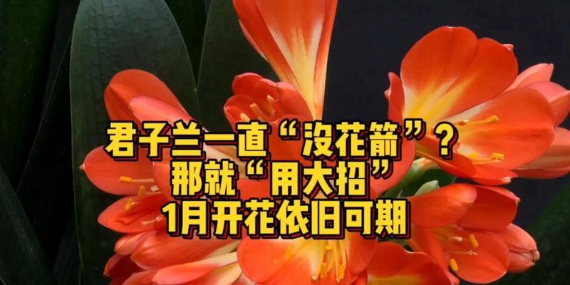 君子兰6月还开花吗为什么？君子兰的开花周期是怎样的？