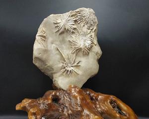 菊花石雕的花语有何深意？菊花石雕代表了什么？