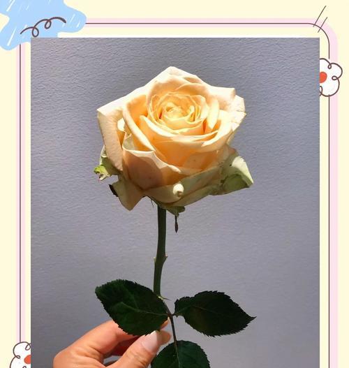 11朵玫瑰代表的花语是什么？