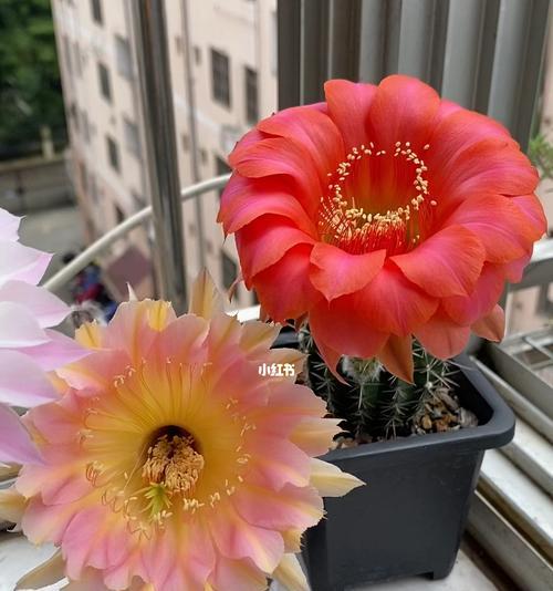 白毛彩草仙人球如何养护才能开花？需要哪些特别的条件？