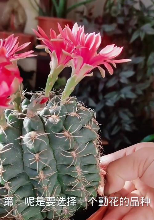 白毛彩草仙人球如何养护才能开花？需要哪些特别的条件？