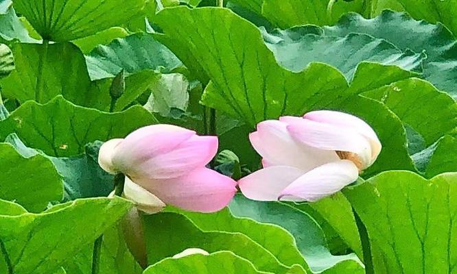 水晶莲蓬的花语是什么？它有何特殊含义？