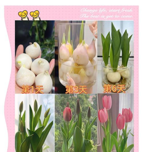 家庭种植郁金香的花语有何含义？