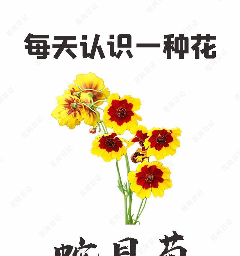 攀枝花的花语有何象征意义？它代表了什么？