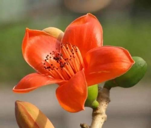 攀枝花的花语有何象征意义？它代表了什么？
