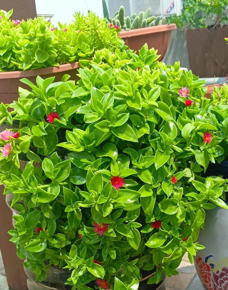 冬天有牡丹花吗？为什么不开花？