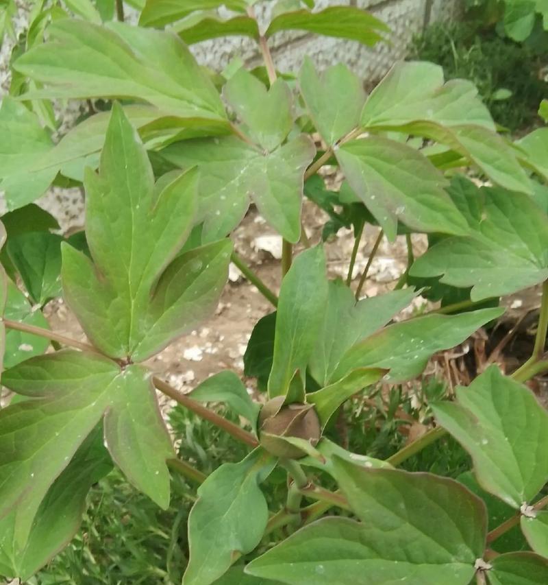 冬天有牡丹花吗？为什么不开花？