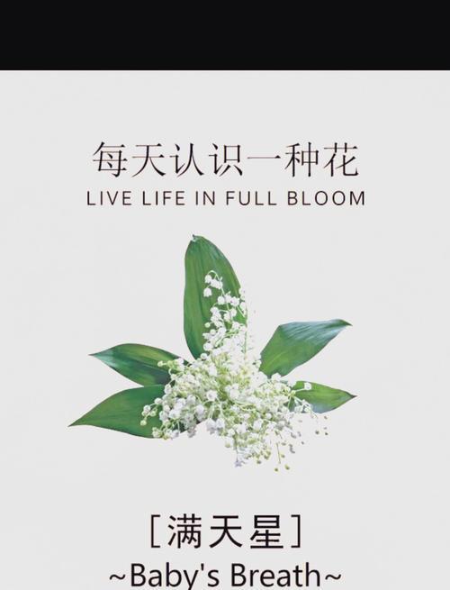 满天星的花语功效和特点是什么？