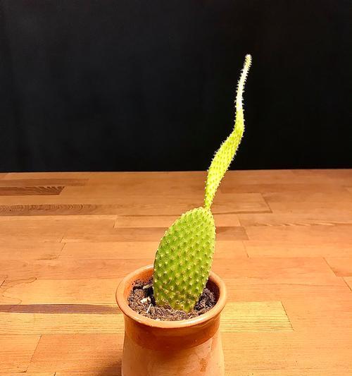 绿植家养仙人掌好吗怎么养？需要注意什么？