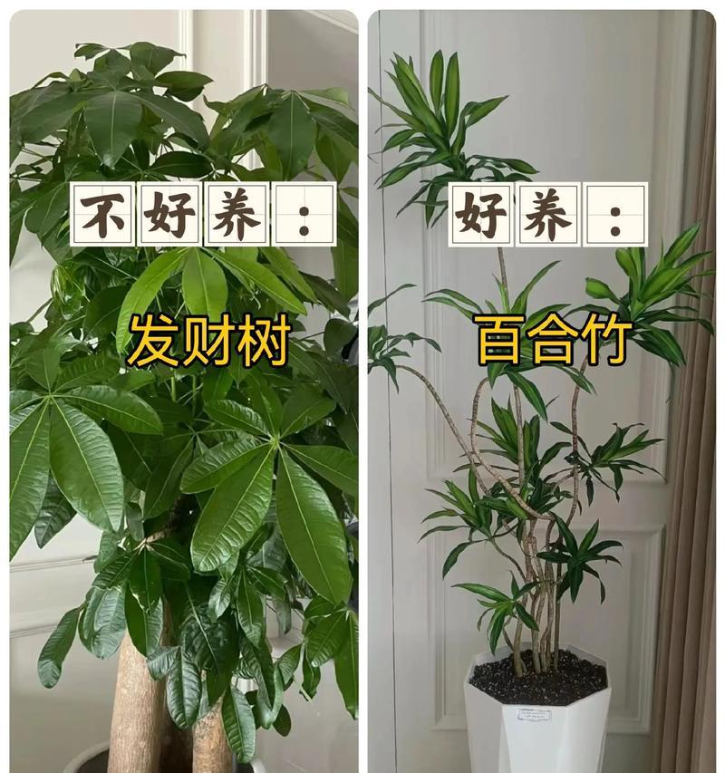 绿植家养仙人掌好吗怎么养？需要注意什么？