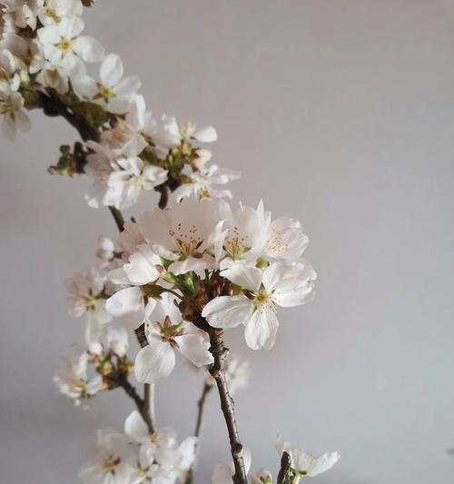 樱花的花语有哪些经典表达？如何用樱花语表达情感？