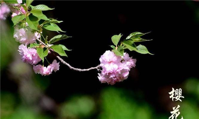 樱花的花语有哪些经典表达？如何用樱花语表达情感？