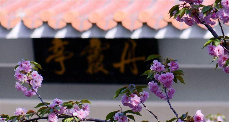 樱花的花语有哪些经典表达？如何用樱花语表达情感？