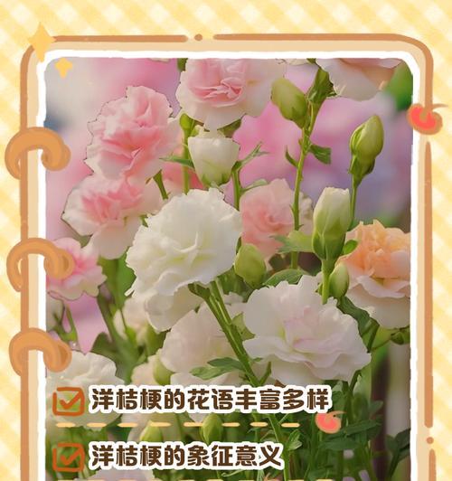 洋桔梗不同颜色的花语是什么？洋桔梗花语有哪些？