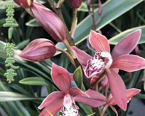 蓝花和玫瑰花的区别是什么？如何正确区分？