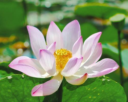 表达“我想见你”的花语是哪种花？